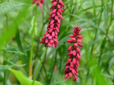 Persicaria amplexicaulis 'Taurus' bestellen